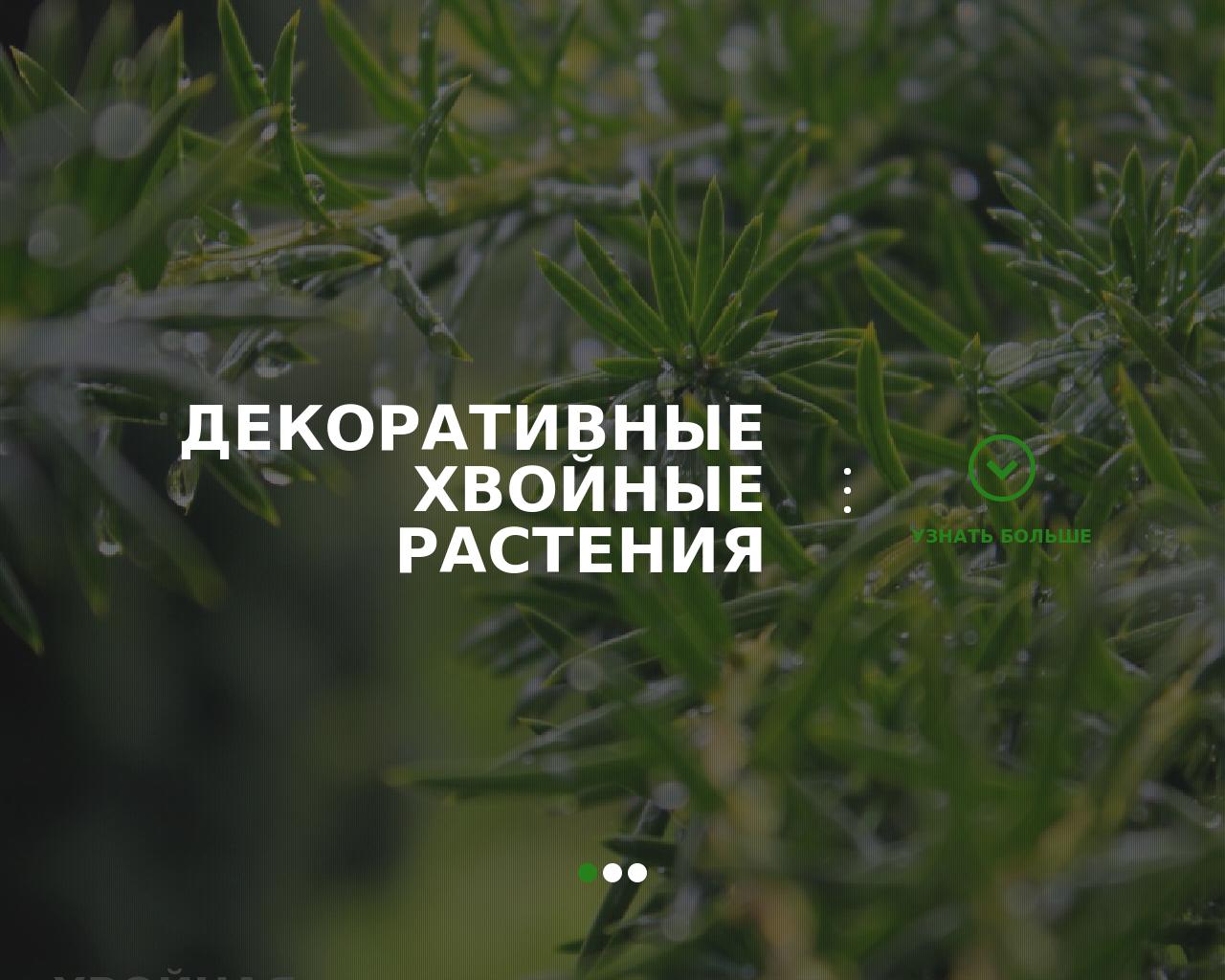 Изображение сайта conifercollection.ru в разрешении 1280x1024