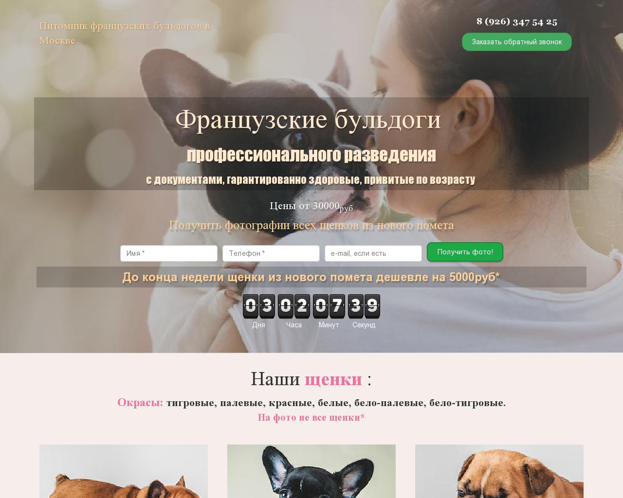 Изображение сайта french-bulldogs.ru в разрешении 1280x1024