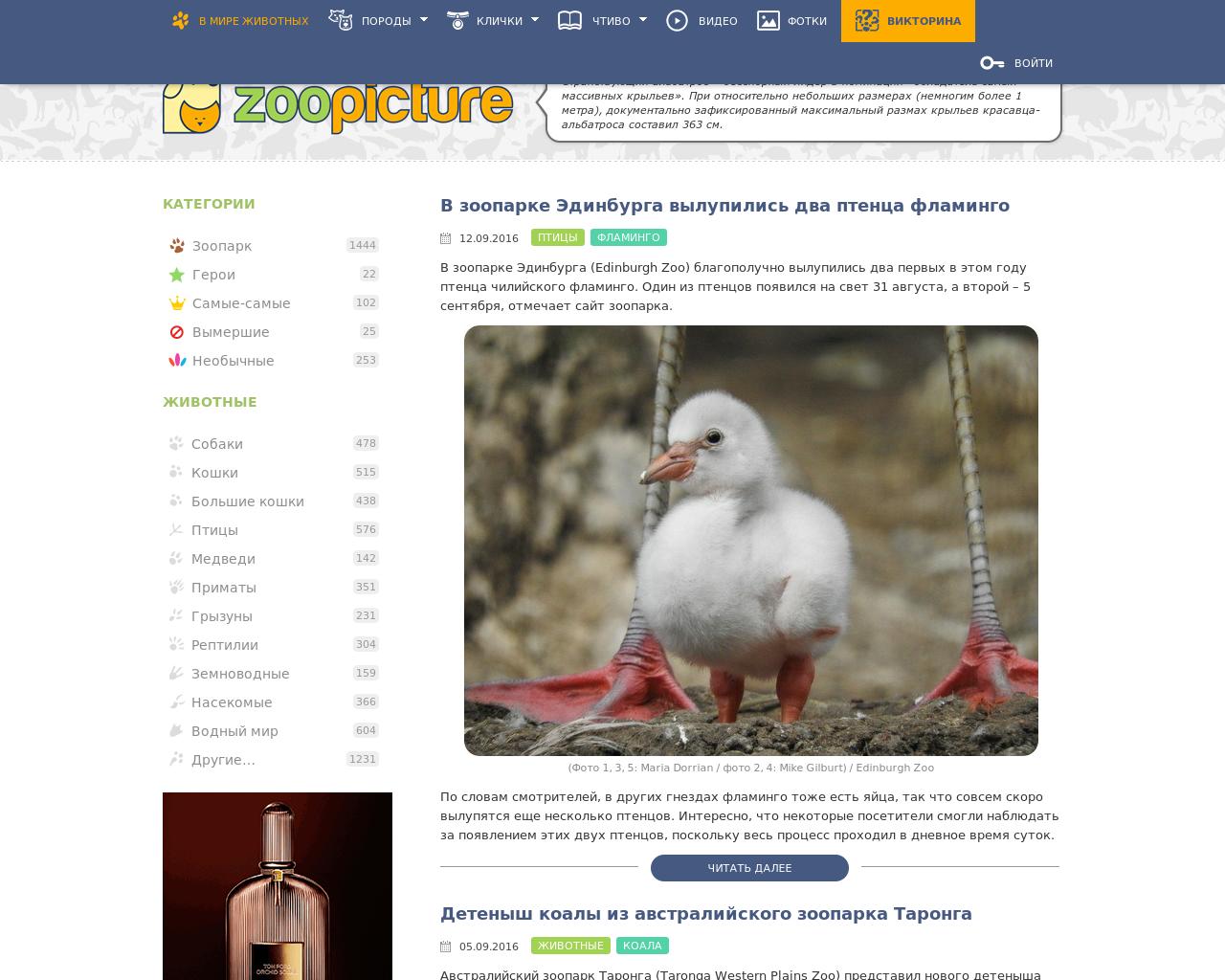 Изображение сайта zoopicture.ru в разрешении 1280x1024
